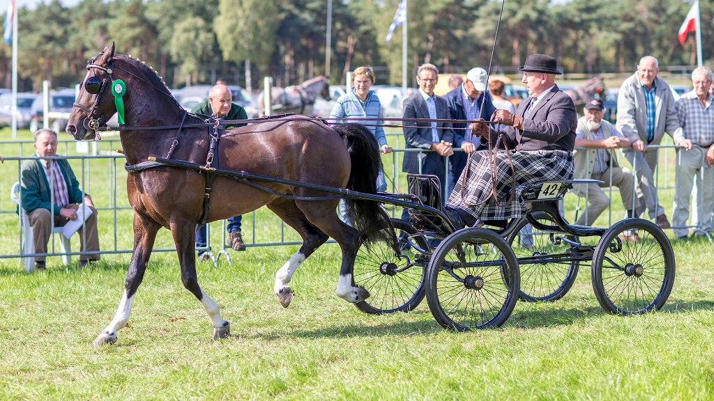 Lierop Fokpaardendag 2016 (116).jpg - Lierop Fokpaardendag 2016